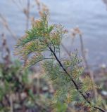 Artemisia abrotanum. Вегетирующий побег с осенней окраской листьев. Татарстан, Агрызский р-н, с. Красный Бор, лодочная станция, берег р. Кама. 13.10.2019.