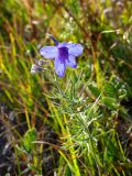 Delphinium grandiflorum