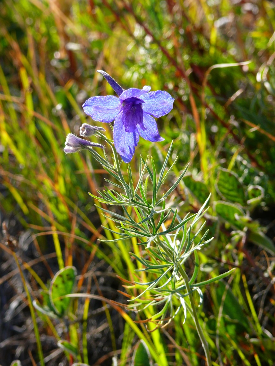 Image of Delphinium grandiflorum specimen.