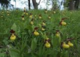 Cypripedium calceolus. Цветущие растения. Ленинградская обл., Гатчинский р-н, окр. пос. Пудость, на краю редкого ельника. 08.06.2019.