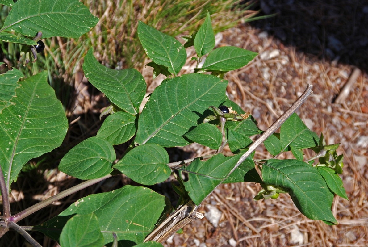 Image of Atropa bella-donna specimen.