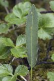 Bistorta vivipara. Лист (рядом листья Coptis trifolia). Сахалинская обл., Охинский р-н, окр. г. Оха, побережье Охотского моря, юго-западный берег залива Кету (Первая бухта), мириково-осоковый участок. 24.07.2017.