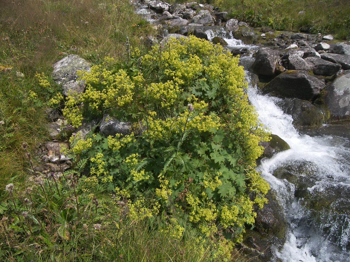Изображение особи Alchemilla urceolata.