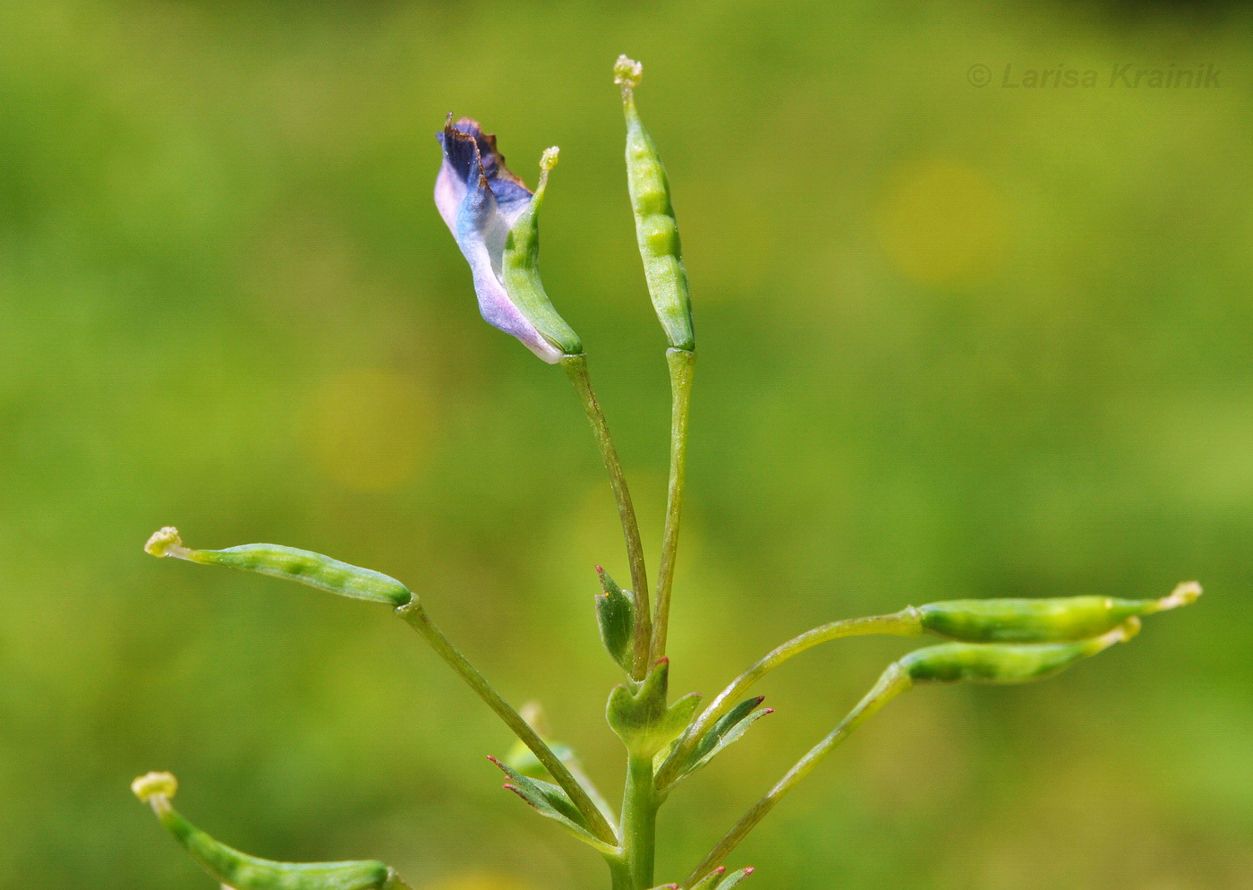 Изображение особи Corydalis turtschaninovii.