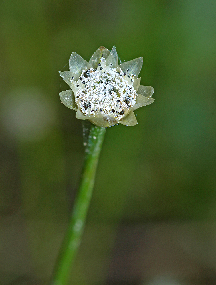 Image of Eriocaulon decemflorum specimen.