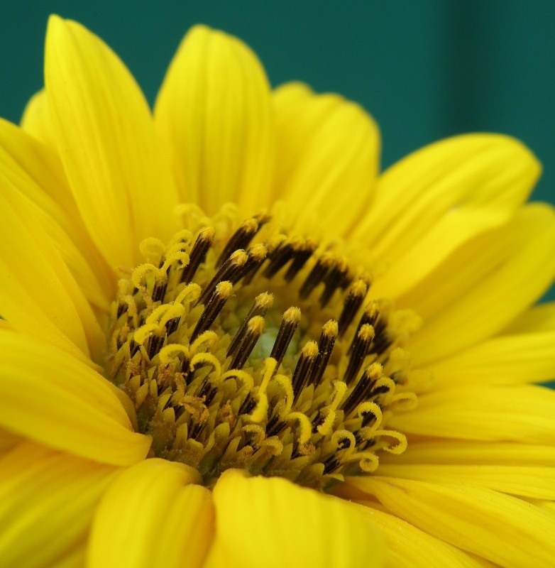 Image of Helianthus rigidus specimen.