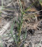 Distichlis spicata. Побеги. Перу, регион La Libertad, пос. Huanchaco, закреплённые дюны. 24.10.2019.