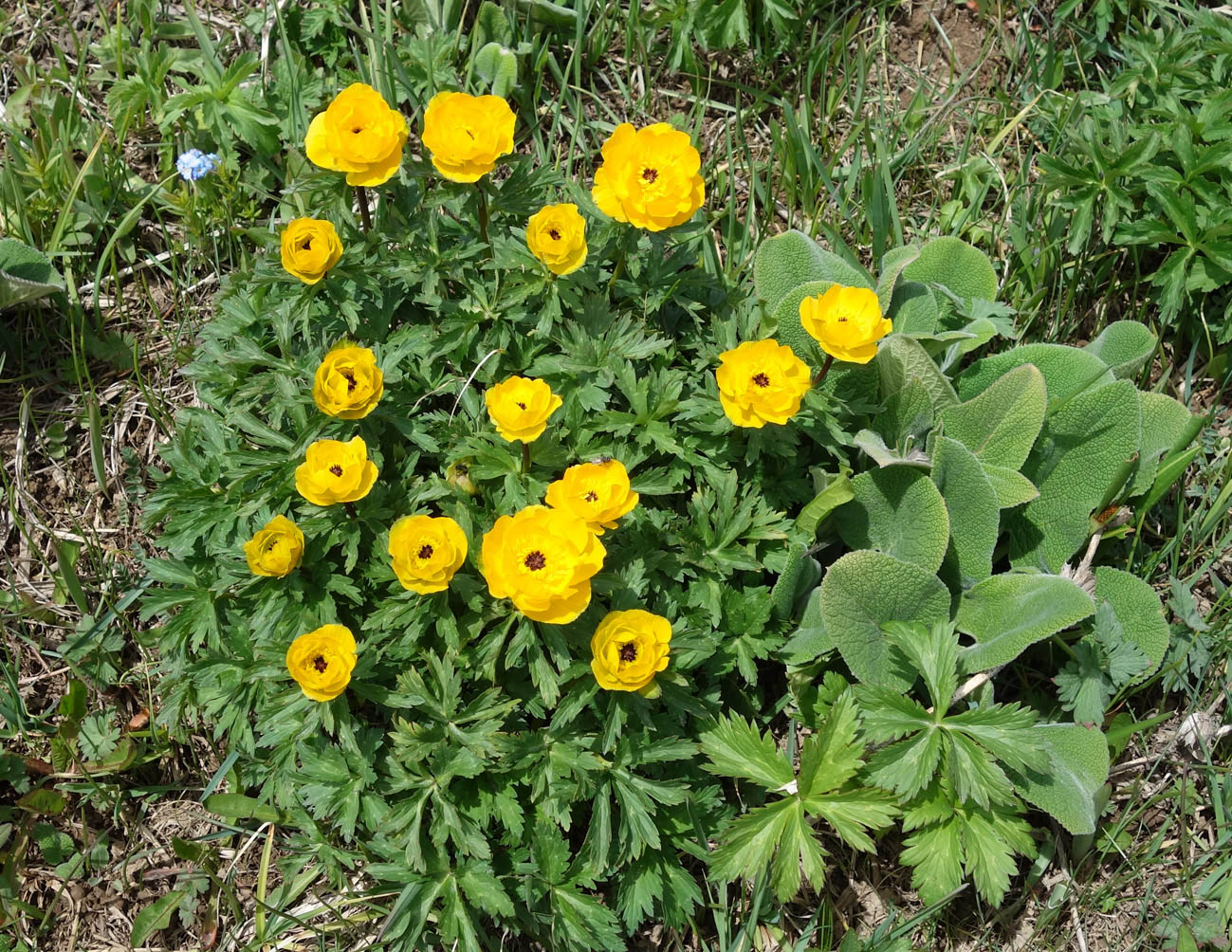 Изображение особи Trollius altaicus.