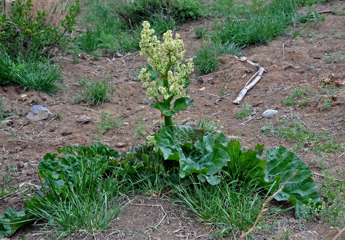 Image of Rheum rhabarbarum specimen.