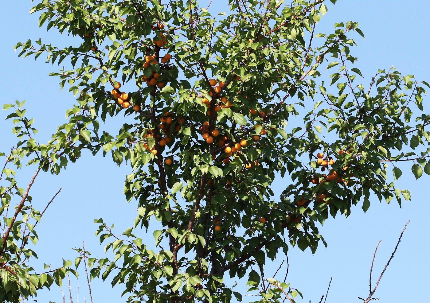 Изображение особи Armeniaca vulgaris.