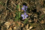 Viola rupestris