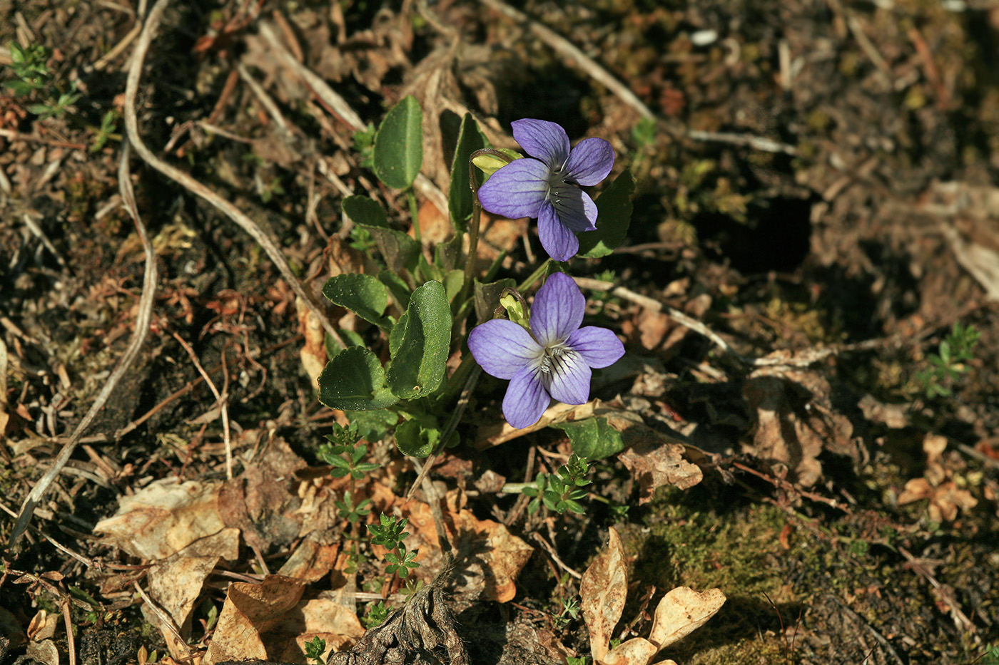 Image of Viola rupestris specimen.
