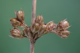 Juncus filiformis