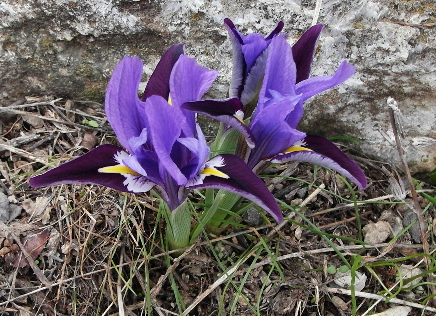 Изображение особи Iridodictyum kolpakowskianum.