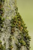 род Orthotrichum