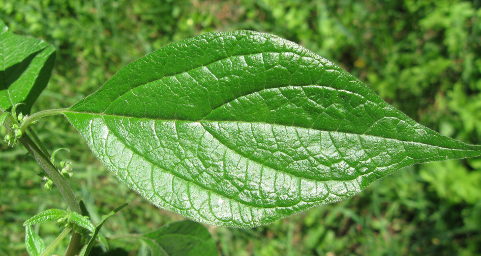 Изображение особи Parietaria officinalis.