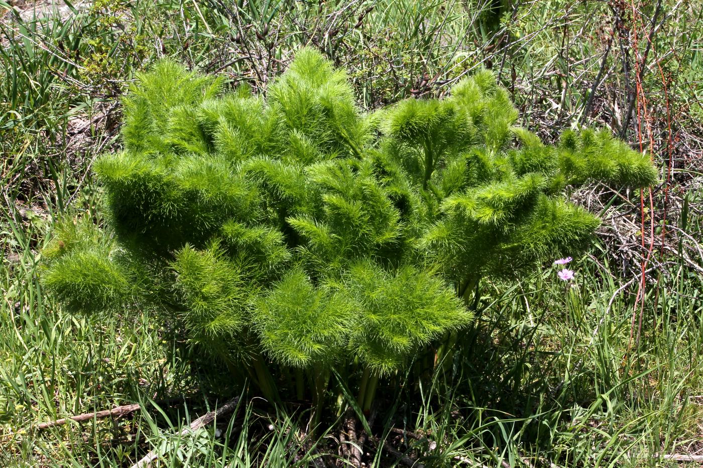 Изображение особи Prangos pabularia.