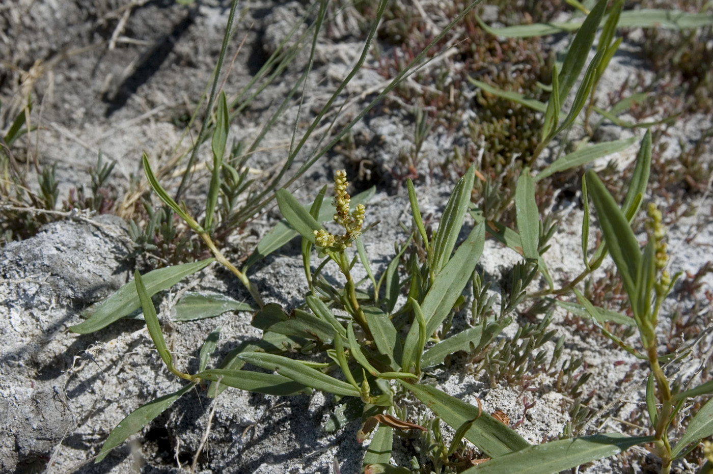 Image of Knorringia sibirica specimen.