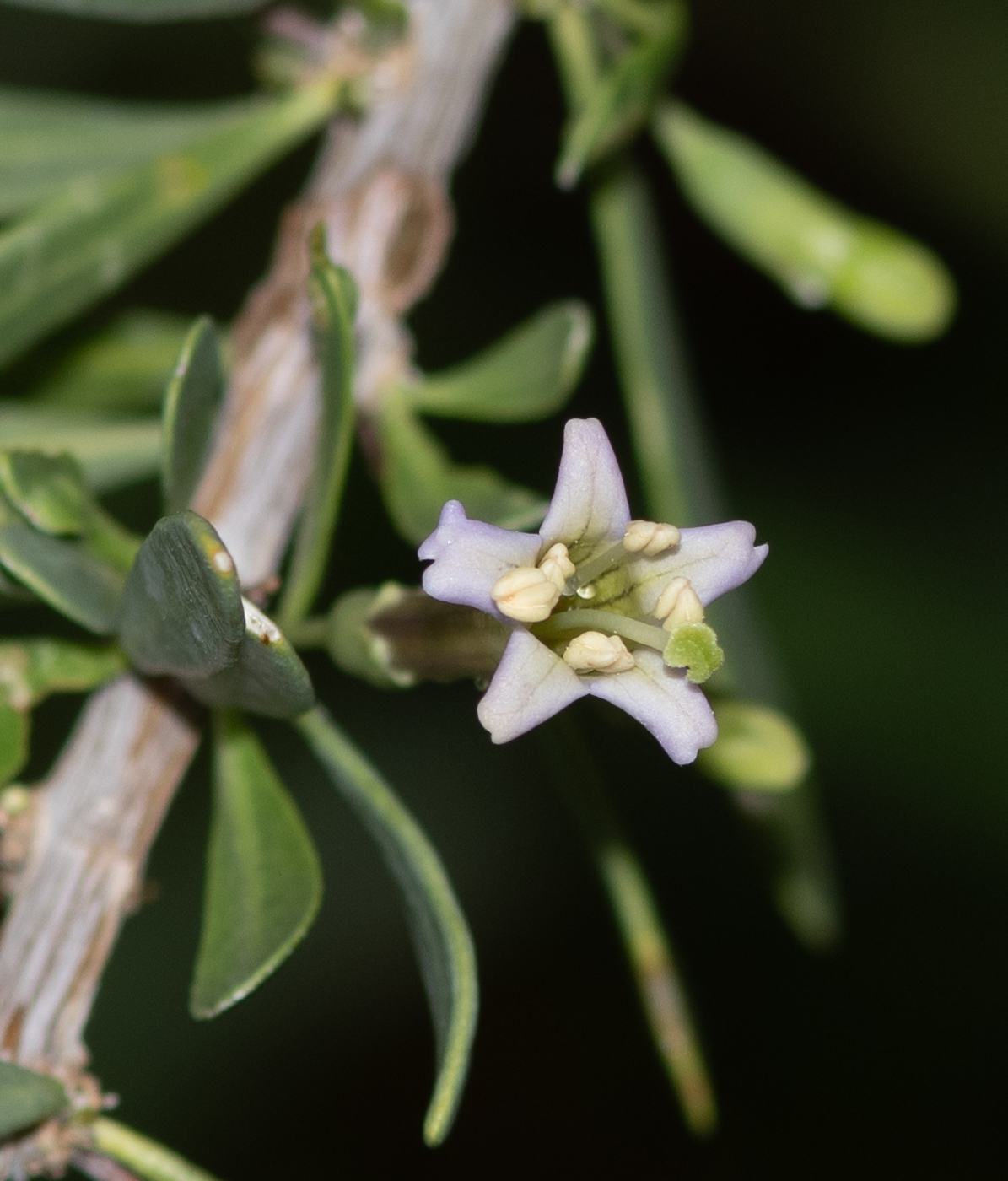 Изображение особи Lycium bosciifolium.