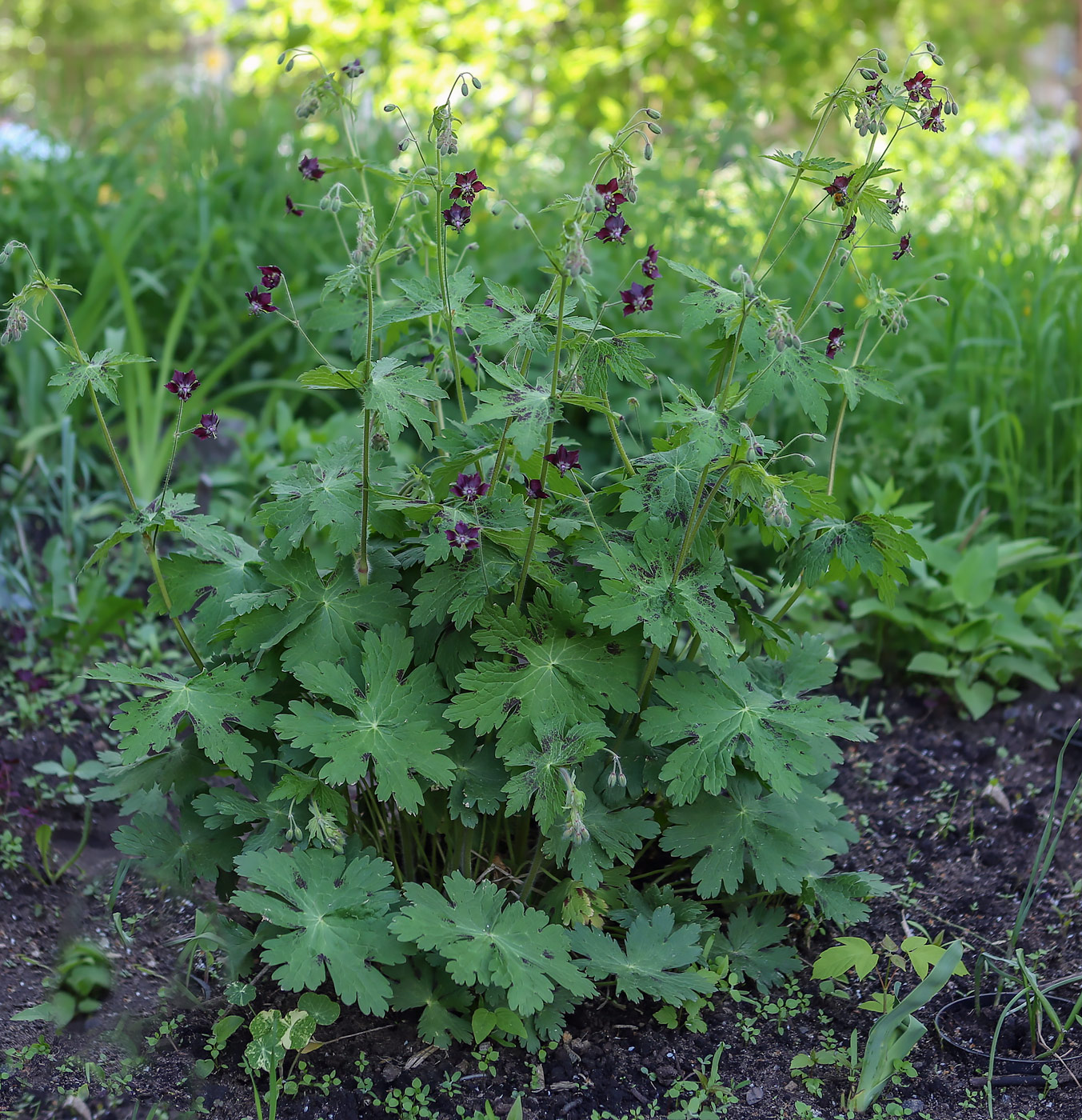 Изображение особи Geranium phaeum.