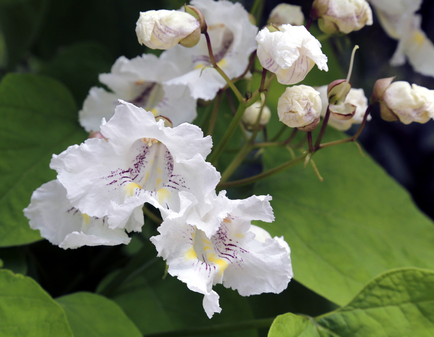 Image of Catalpa bignonioides specimen.