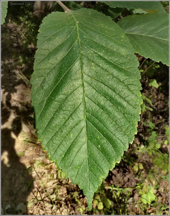 Изображение особи Ulmus glabra.