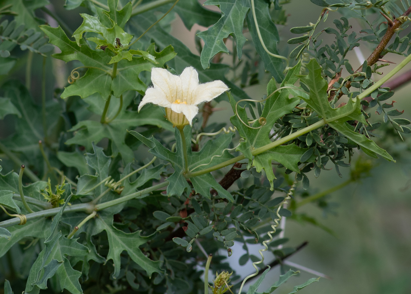 Изображение особи Coccinia sessilifolia.