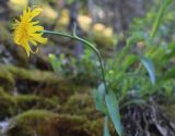 Scorzonera glabra