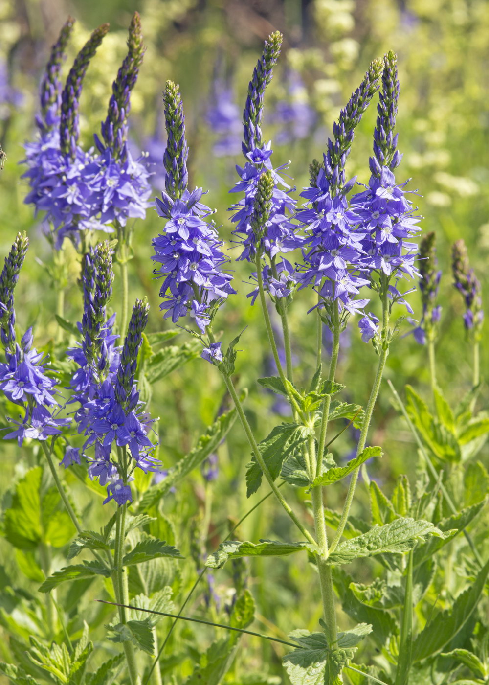 Изображение особи Veronica teucrium.