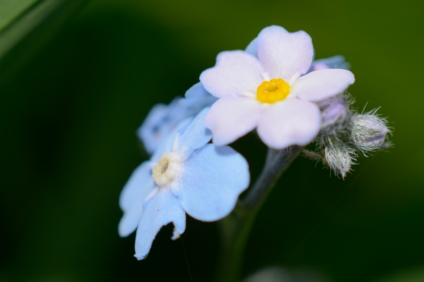 Изображение особи род Myosotis.