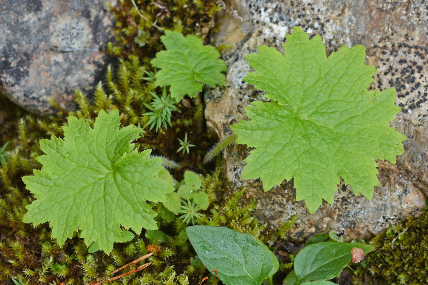 Image of Cortusa matthioli specimen.