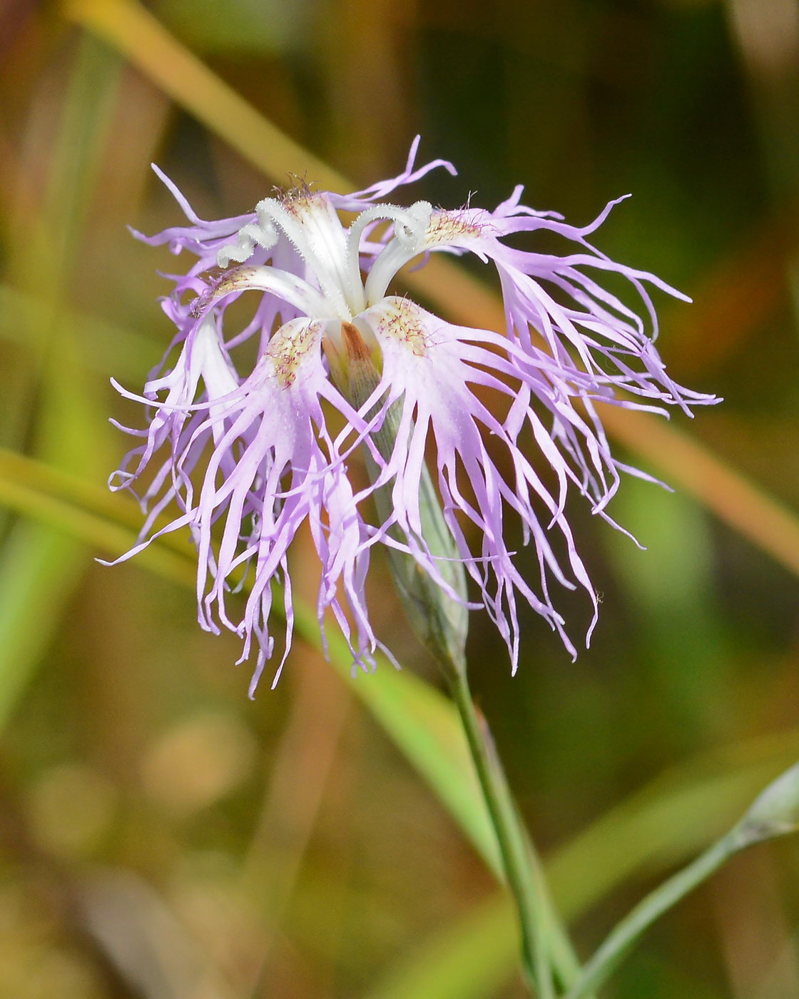 Изображение особи Dianthus superbus.