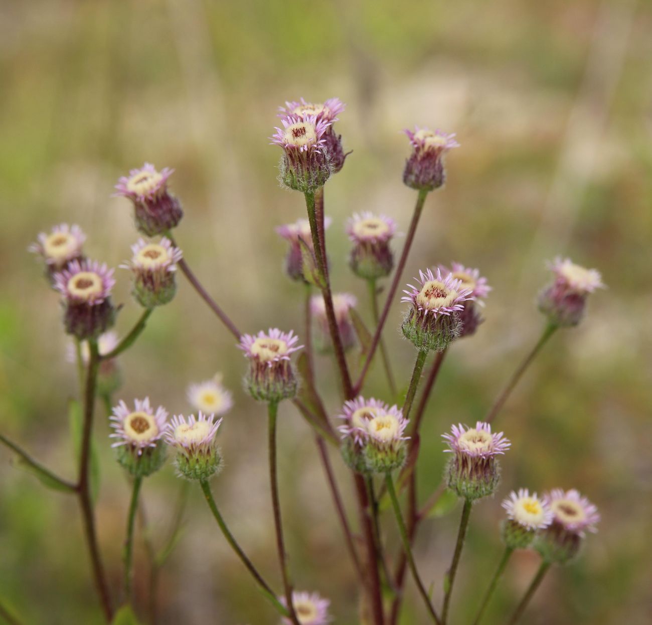 Image of Erigeron acris specimen.