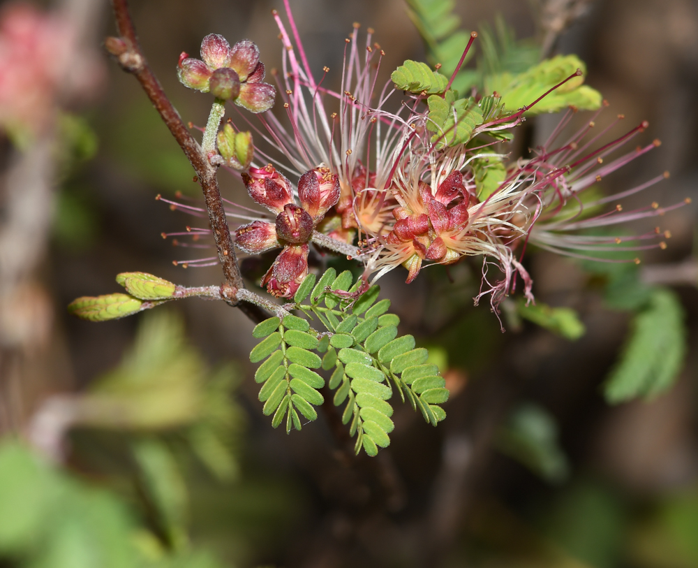 Изображение особи Calliandra eriophylla.