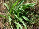 Plantago lanceolata. Цветущее растение. Польша, г. Варшава, газон. 07.07.2010.