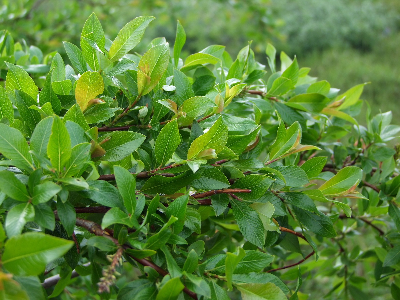 Image of Salix dshugdshurica specimen.