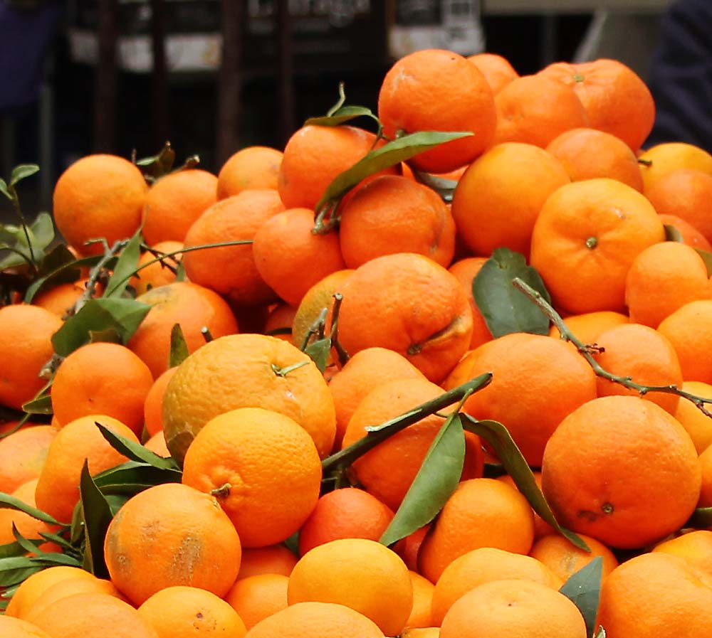 Image of genus Citrus specimen.