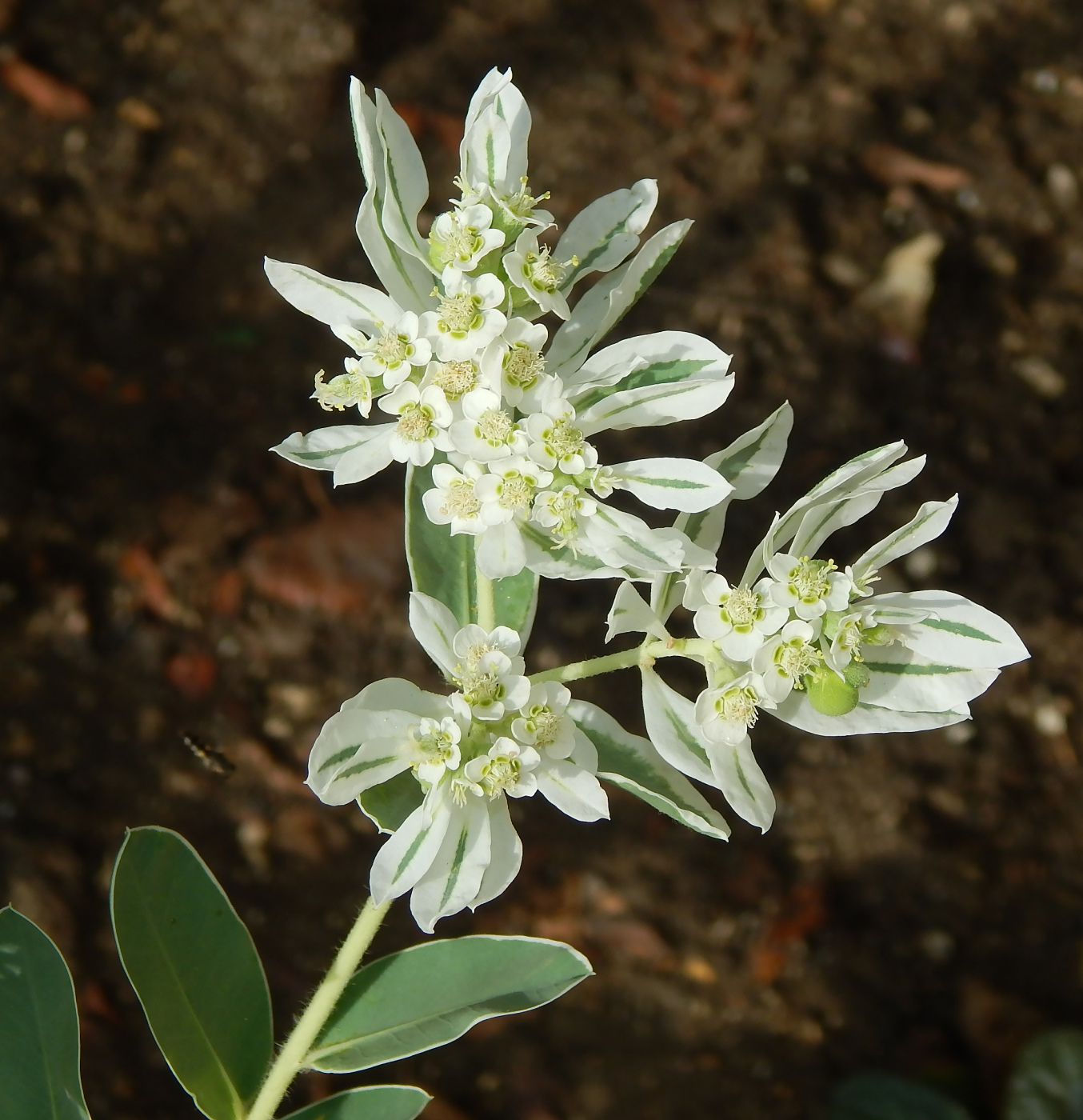 Image of Euphorbia marginata specimen.