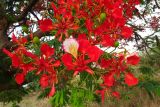 Delonix regia