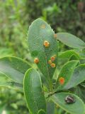 Berberis vulgaris. Листья, поражённые ржавчинным грибом. Кабардино-Балкария, Эльбрусский р-н, окр. с. Нейтрино, ок. 1800 м н.у.м., среди камней. 05.07.2020.