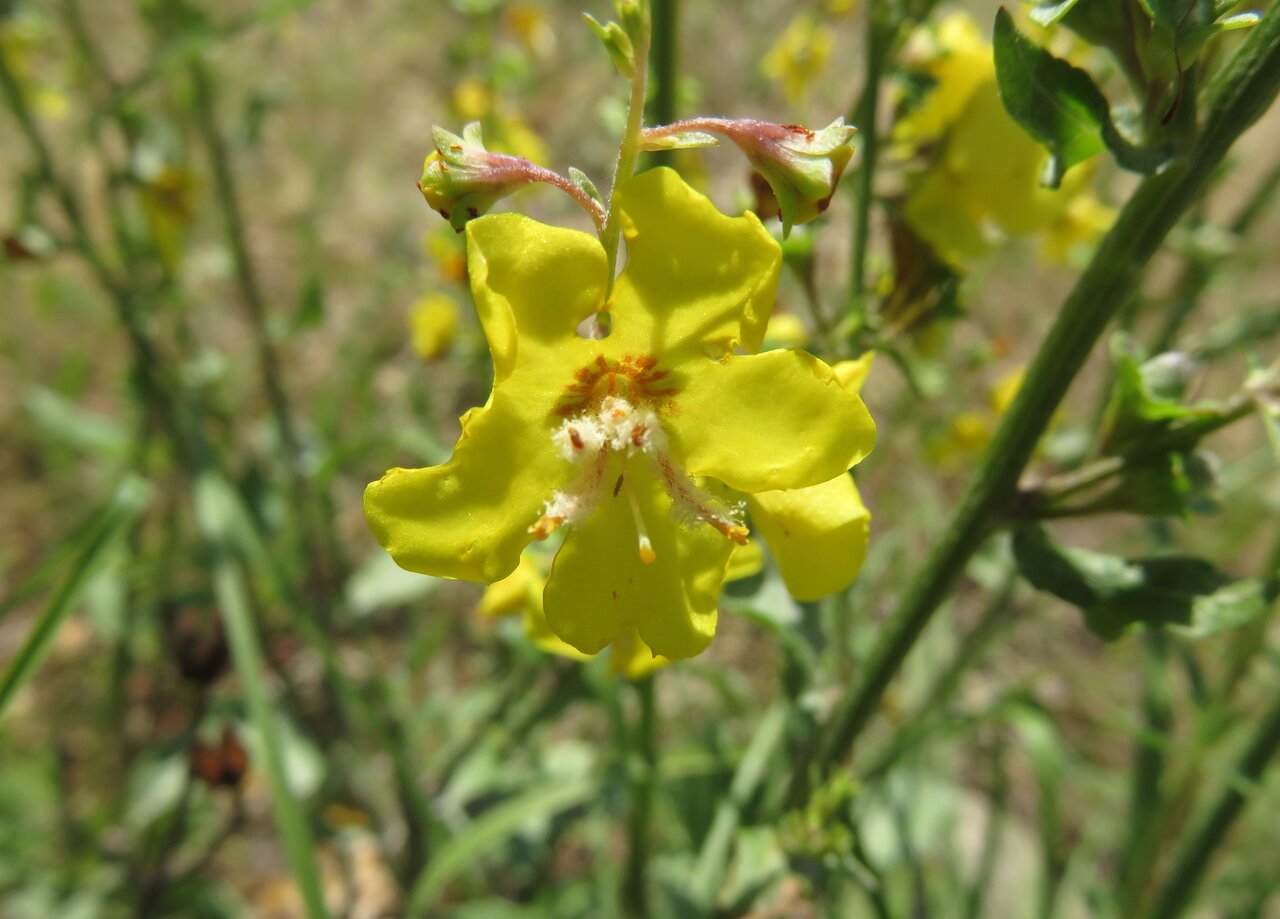 Изображение особи Verbascum spathulisepalum.