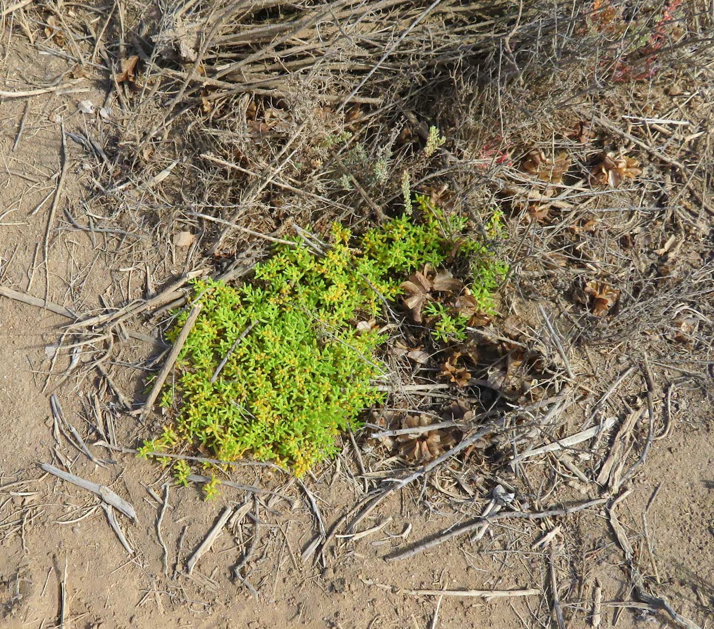 Изображение особи Tetraena simplex.