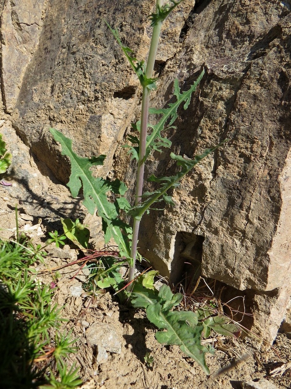 Изображение особи Cephalorrhynchus soongoricus.