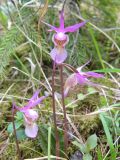 Calypso bulbosa