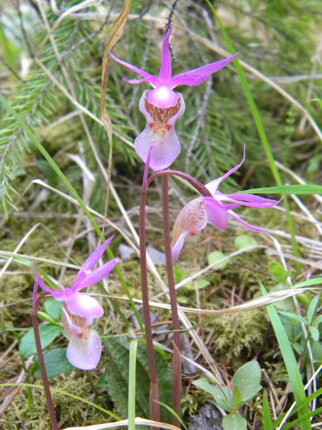 Image of Calypso bulbosa specimen.