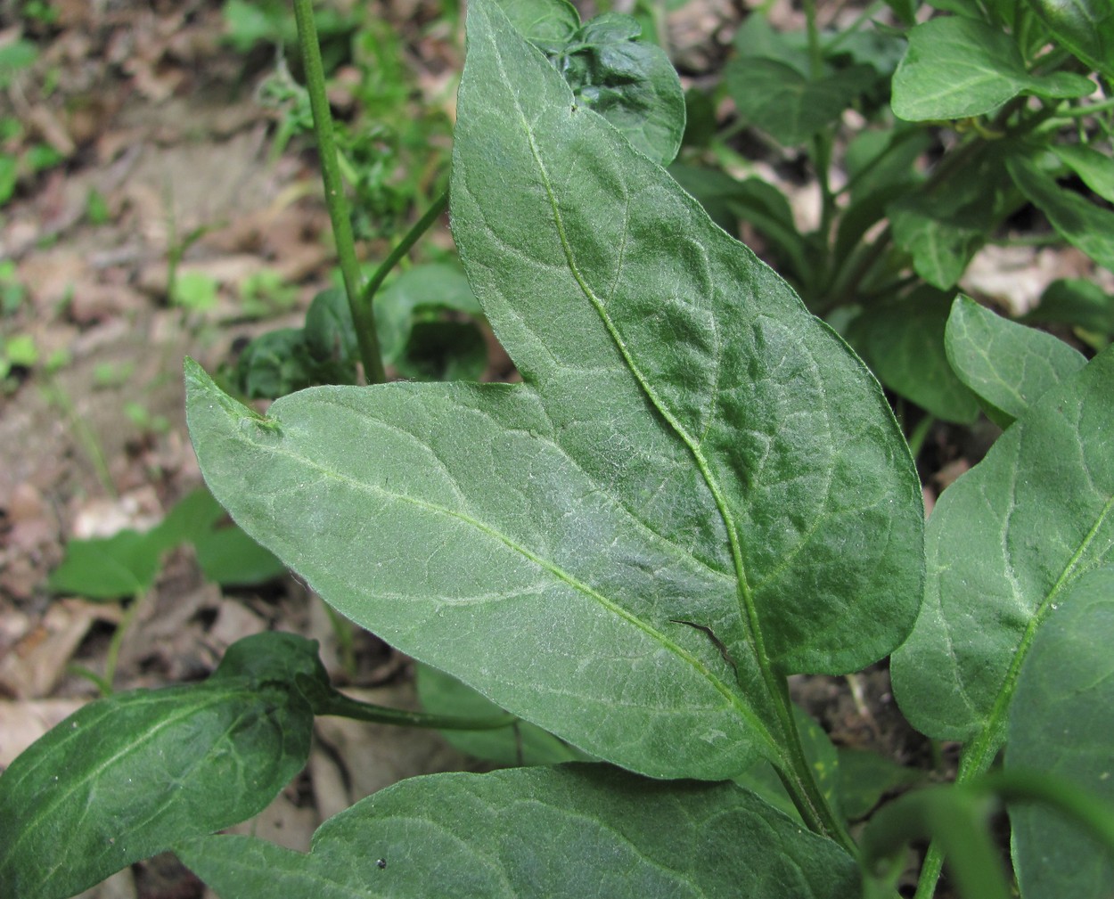 Изображение особи Solanum dulcamara.