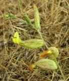 Astragalus xanthomeloides