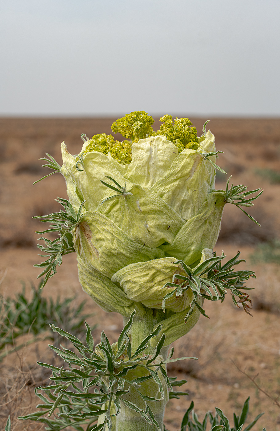 Изображение особи Ferula foetida.