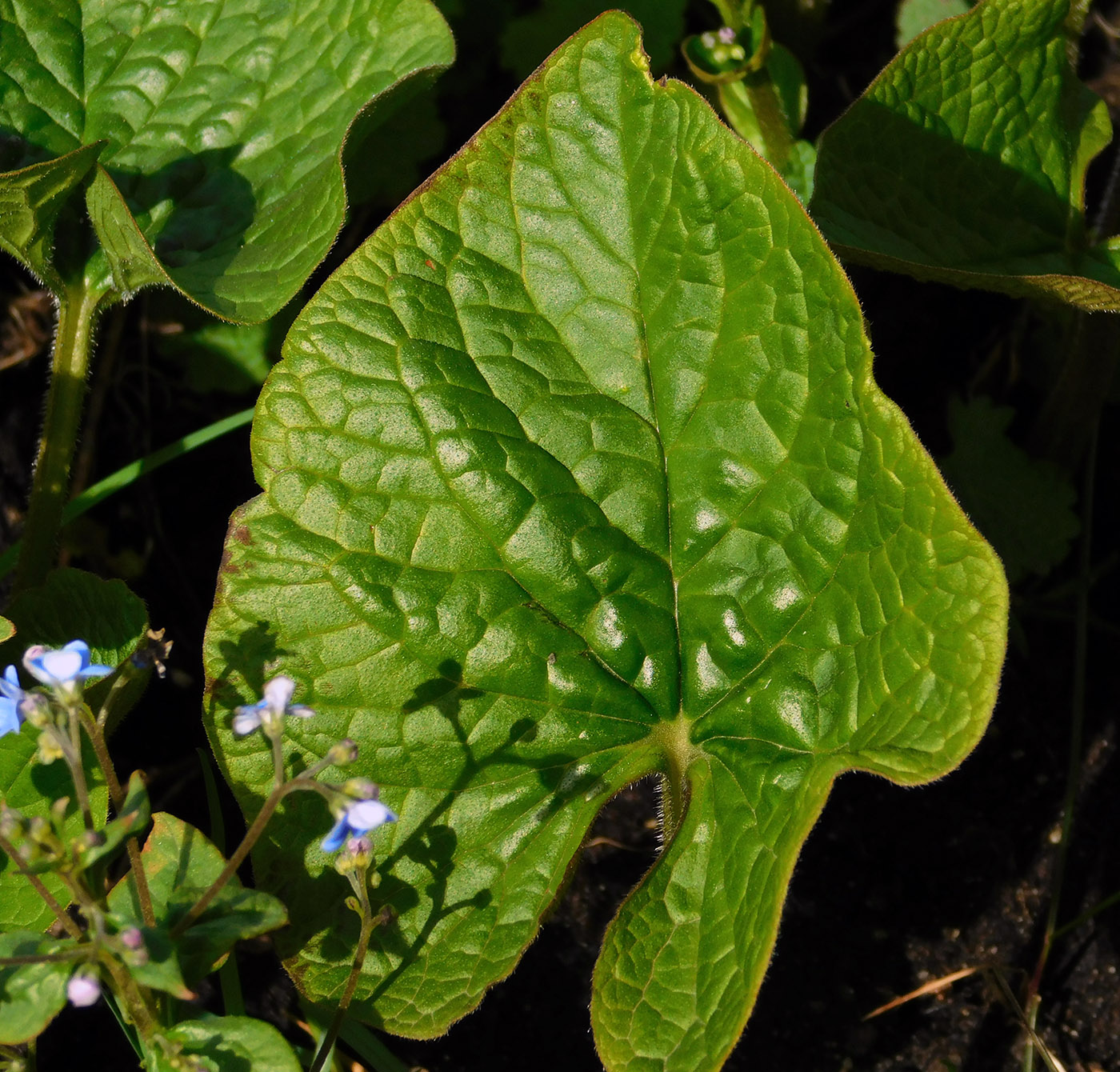 Image of Brunnera macrophylla specimen.