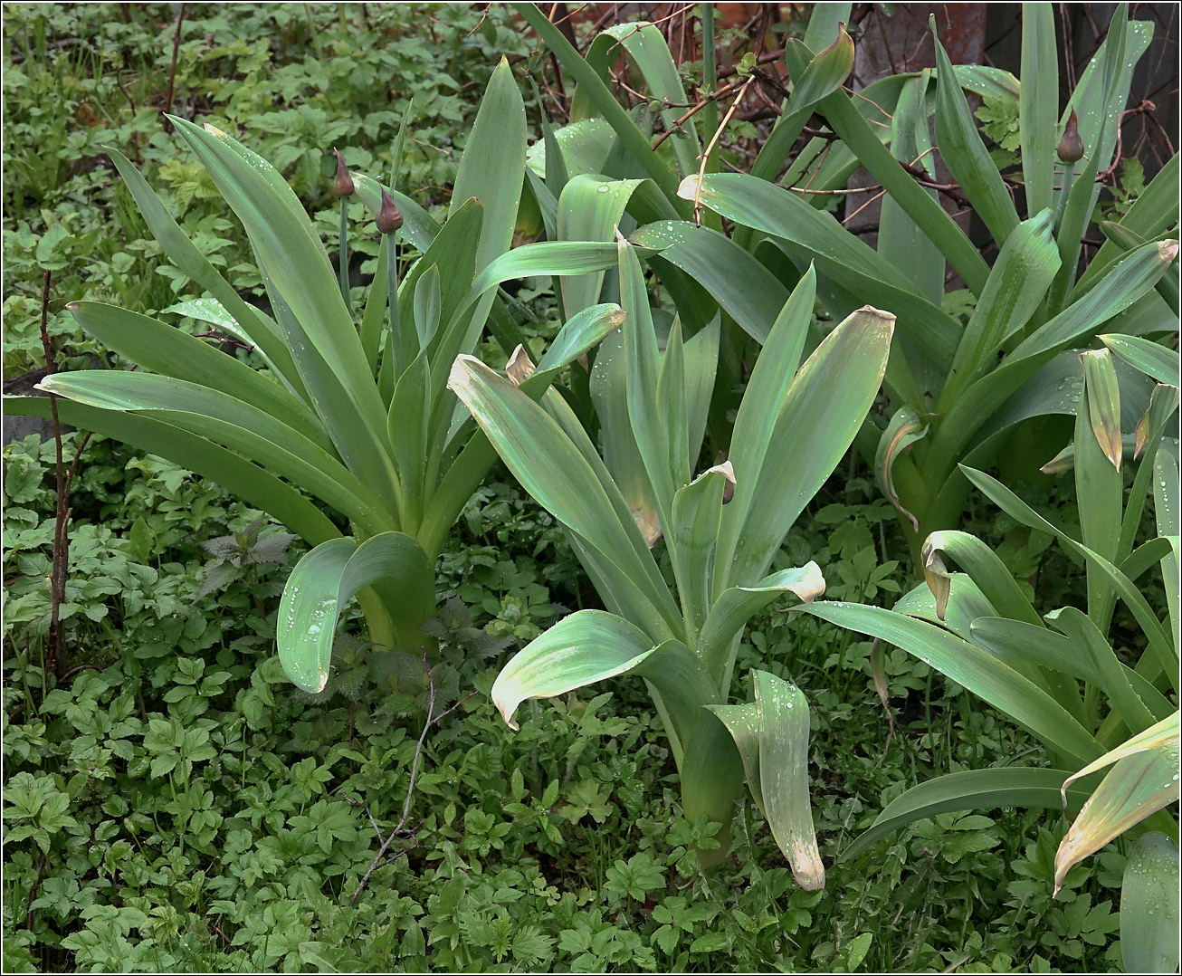 Image of genus Allium specimen.